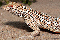 Colorado Desert Fringe-toed Lizard