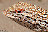 Colorado Desert Fringe-toed Lizard