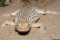 Colorado Desert Fringe-toed Lizard