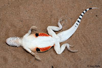 Colorado Desert Fringe-toed Lizard