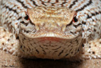 Colorado Desert Fringe-toed Lizard