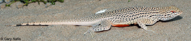 Colorado Desert Fringe-toed Lizard