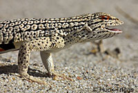 Colorado Desert Fringe-toed Lizard