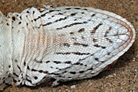 Coachella Fringe-toed Lizard