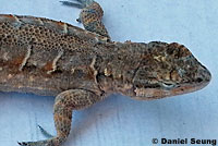 Colorado River Tree Lizard