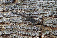 Colorado River Tree Lizard