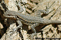 Colorado River Tree Lizard