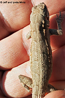 Colorado River Tree Lizard