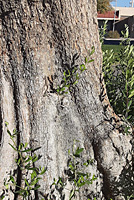 Colorado River Tree Lizard