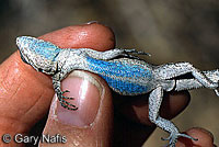 Schott's Tree Lizard