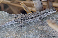 Colorado River Tree Lizard