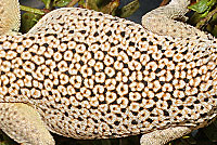 Coachella Fringe-toed Lizard