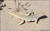 Mohave Fringe-toed Lizard