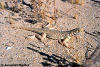 Mohave Fringe-toed Lizard