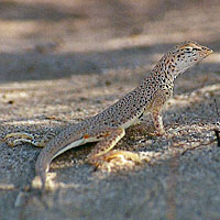 Coachella Fringe-toed Lizard