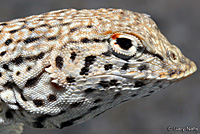 Mohave Fringe-toed Lizard