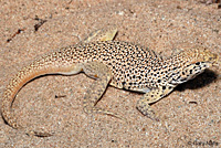 Mohave Fringe-toed Lizard