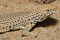 Mohave Fringe-toed Lizard