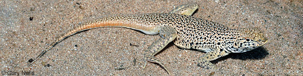 Mohave Fringe-toed Lizard