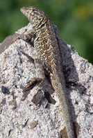 Western Side-blotched Lizard