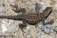 Western Side-blotched Lizard