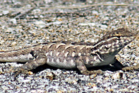 Western Side-blotched Lizards