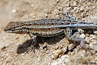 Western Side-blotched Lizard