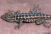 Western Side-blotched Lizard