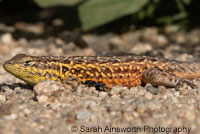 Western Side-blotched Lizard