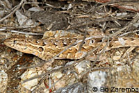 Western Side-blotched Lizards