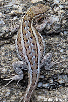 Western Side-blotched Lizard