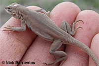 Western Side-blotched Lizard