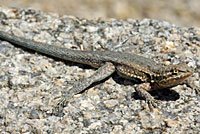 Western Side-blotched Lizard