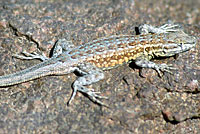 Western Side-blotched Lizard