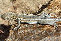 Western Side-blotched Lizard