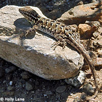 Island Fence Lizard