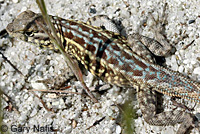 Western Side-blotched Lizard