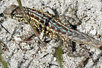 Western Side-blotched Lizard