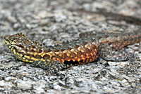 Western Side-blotched Lizard