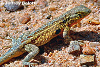 Western Side-blotched Lizard