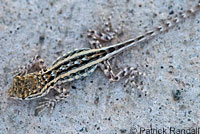 Western Side-blotched Lizard