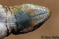 Western Side-blotched Lizard