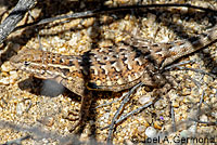 Western Side-blotched Lizard