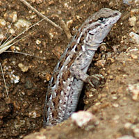 Western Side-blotched Lizard