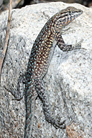 Nevada Side-blotched Lizard