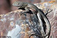 Nevada Side-blotched Lizard