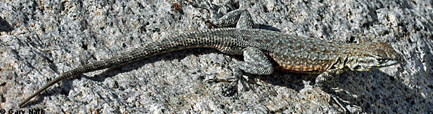 Nevada Side-blotched Lizard