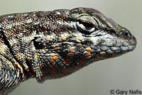 Nevada Side-blotched Lizard