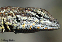 Nevada Side-blotched Lizard