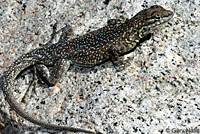 Nevada Side-blotched Lizard